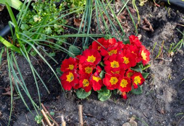 Bahçede büyüyen sarı merkezli kırmızı çuha çiçekleri kümesi. Güneş ışığı altında çimenler ve yapraklarla çevrili..