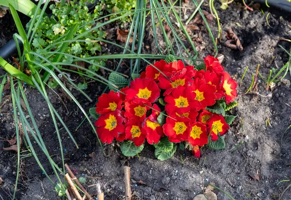 Bahçede büyüyen sarı merkezli kırmızı çuha çiçekleri kümesi. Güneş ışığı altında çimenler ve yapraklarla çevrili..