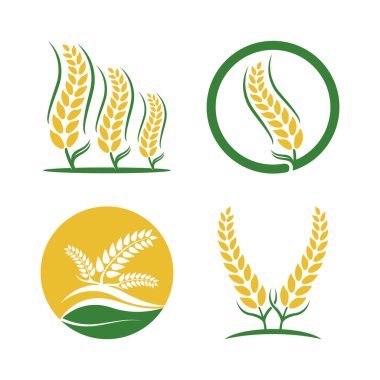 Buğday logosu vektör illüstrasyon tasarımı
