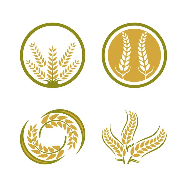 Buğday Logosu Vektör Illüstrasyon Tasarımı — Stok Vektör