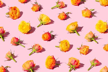 Pastel pembe arka planda düzenlenmiş güzel kırmızı ve sarı güller. Sevgililer Günü konsept pankartı.