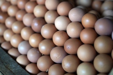 Evcil tavuk yumurtaları, ev yapımı tavuk yumurtaları satışa sunulmaya hazır. Dikkati dağılmış. Sergi kutuları satışa hazır. Odaklanamadı.