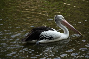 Pelikanlar, Ragunan Vahşi Yaşam Parkı 'ndaki gölde oynayan siyah beyaz tüylü bir su kuşu türüdür. Odaklanamadı
