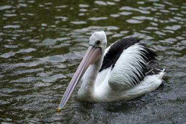 Pelikanlar, Ragunan Vahşi Yaşam Parkı 'ndaki gölde oynayan siyah beyaz tüylü bir su kuşu türüdür. Odaklanamadı