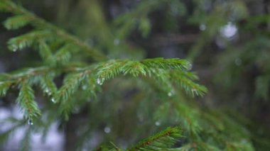 Water drops on spruce branches, melting snow in winter, macro shot