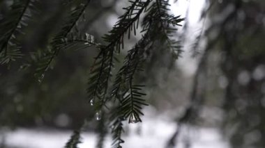 Drops of water slowly flow down from the branches of spruce in the evening, melting snow in winter, macro shot