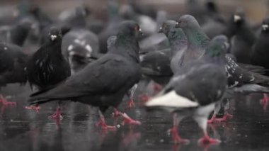 A large group of gray pigeons walks along the street in search of food, slow motion
