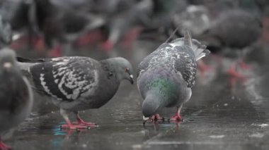 Two pigeons drinking water outdoors, slow motion