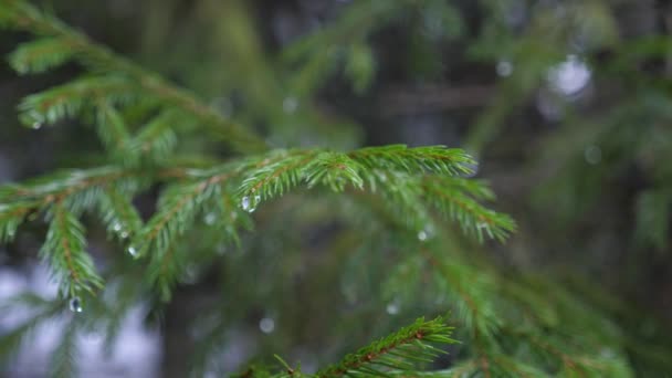 Water Drops Spruce Branches Melting Snow Winter Macro Shot — Wideo stockowe