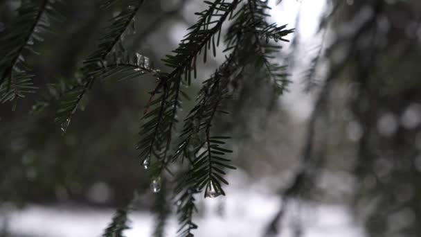 Drops Water Slowly Flow Branches Spruce Evening Melting Snow Winter — Wideo stockowe