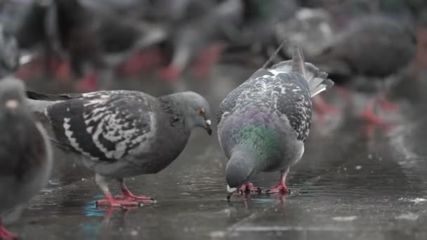 Two Pigeons Drinking Water Outdoors Slow Motion — Stockvideo