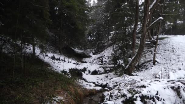 Зимний Пейзаж Лесу Высоко Горах Камера Панорама Леса Небольшому Потоку — стоковое видео