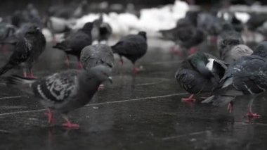 A large group of gray doves walks along the street, slow motion