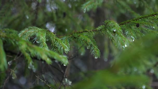 Drops Water Flow Branches Spruce Melting Snow Winter Macro Shot — Wideo stockowe