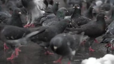 A large group of gray doves walks along the street in a busy place, slow motion