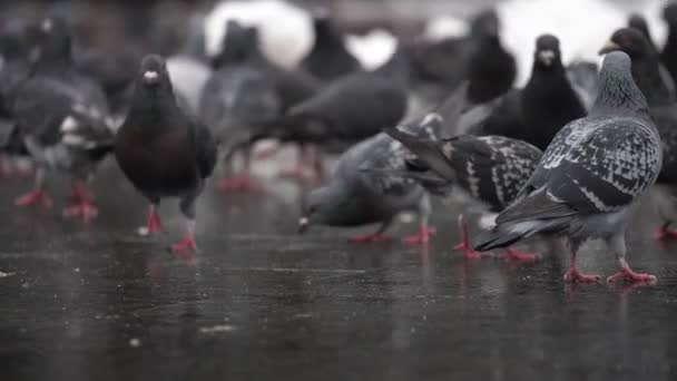 Group Gray Doves Walk Street Busy Place Slow Motion — Stockvideo