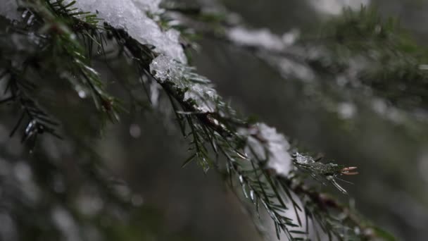 Druppels Water Stromen Avonds Uit Sparren Takken Smeltende Sneeuw Winter — Stockvideo