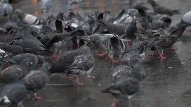 A large group of pigeons walk along the street in the city in search of food, slow motion