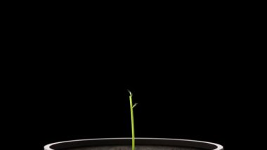 Siyah arka planda çiçek açan ev bitkisi. 3 Boyutlu Canlandırma