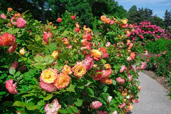 Garten Mit Großen Rosensträuchern Blüte — Stockfoto