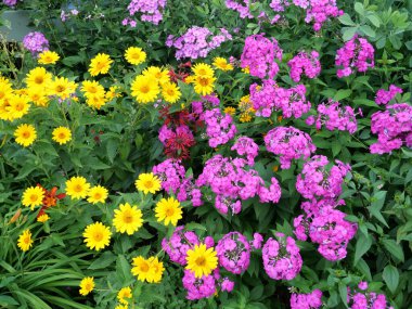 Plox ve sarmal çiçeklerden oluşan büyük bir küme.