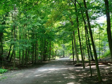 Ormanda asfaltsız yol, uzak mesafedeki bisikletçiyle eğlence yolu.