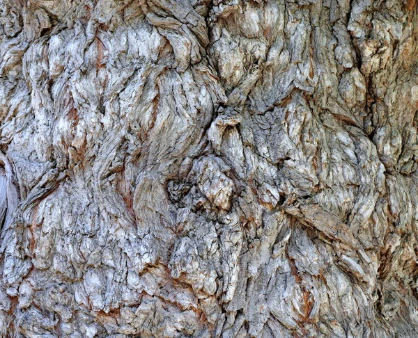 Rough Texture Gnarly Willow Tree Has Lost Its Bark — Stock Photo, Image