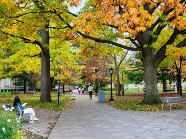 Sonbaharda meşe ağaçlarının renk değiştirdiği yol