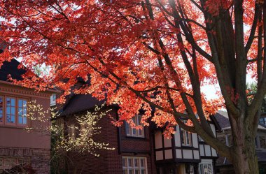 Sonbaharda parlak kırmızı renkte akçaağaç ağaçlı yerleşim yeri.