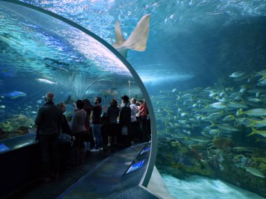Ripley 'in Toronto' daki akvaryumu ziyaretçilerin çevrili olduğu popüler tüneli ve başlarının üstünde yüzen balıkları gösteriyor..