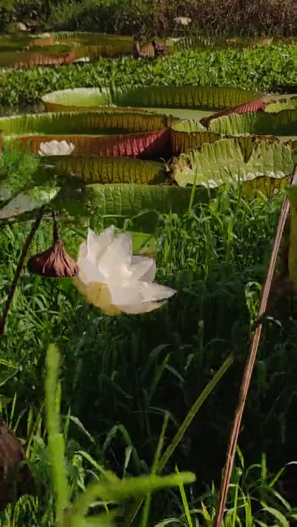 Imágenes Verticales Flor Loto Victoria Pantano Verde Libra Con Hojas — Vídeo de stock