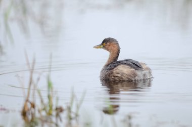 Küçük yunus balığı, gölette yüzen dabchick olarak da bilinir..