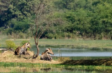 Nilgai (Boselaphus tragocamelus) ya da mavi boğa, Bharatpur, Rajasthan, Hindistan 'daki en büyük Asya antilobu..