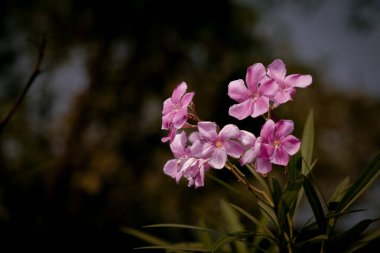 Oxalis articulata, pembe kuş çiçeği olarak bilinir. Yonca çiçeği. Seçici odaklanma. Makro çiçek fotoğrafçılığı.