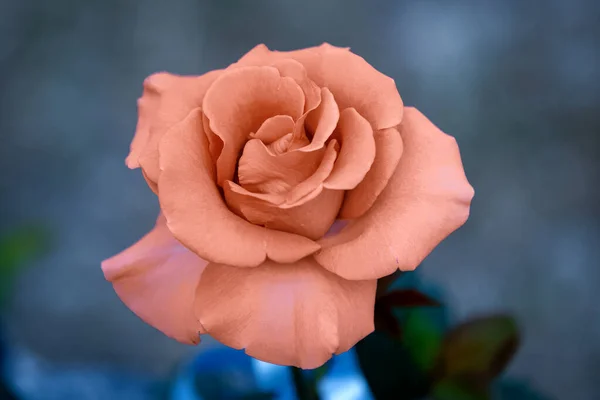 Rosa Rote Rose Floraler Hintergrund Makro Nahaufnahme — Stockfoto