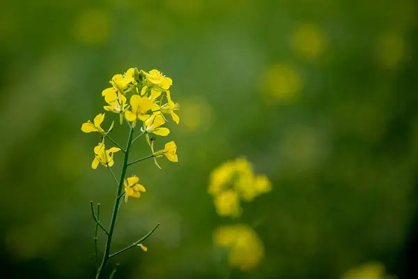 Bright Yellow Mustard Flowers Canola Flowers Field Rapeseed Flower Macro — Stock Photo, Image