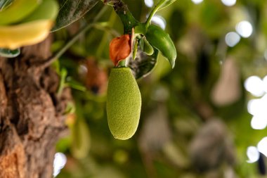 Yeşil yapraklara karşı ağaçtan sarkan küçük bir kaya meyvesi ve konuya Seçici Odaklanma. Makro. Kapat..
