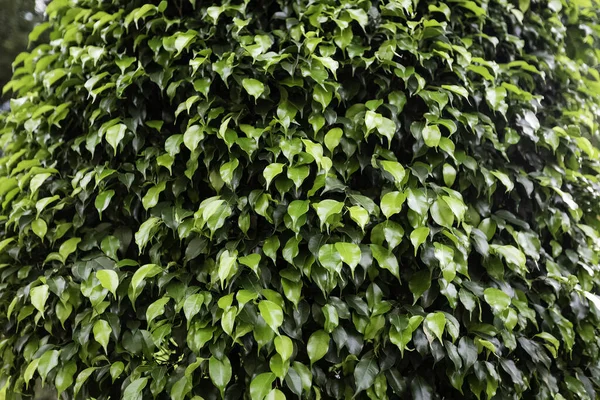 Зелений Лавровий Візерунок Природні Шпалери Листя Макрос — стокове фото