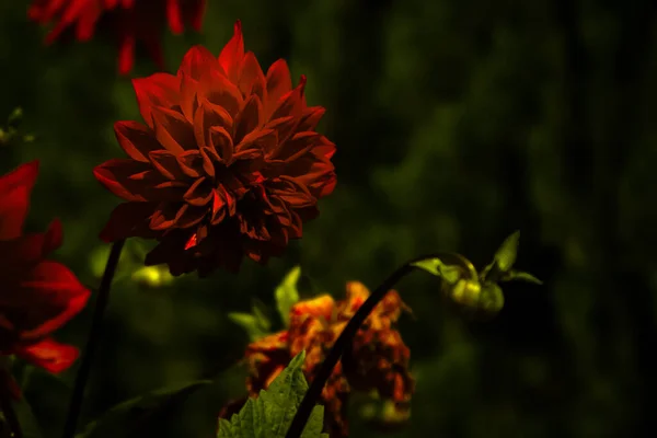 Fleur Chrysanthème Rouge Près Macro Lumineux — Photo