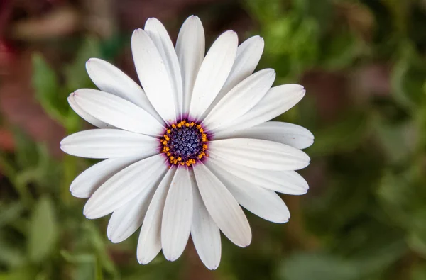 Biały Afrykański Stokrotka Kwiat Kwitnący Ogrodzie Makro Kwiat Fotografia — Zdjęcie stockowe