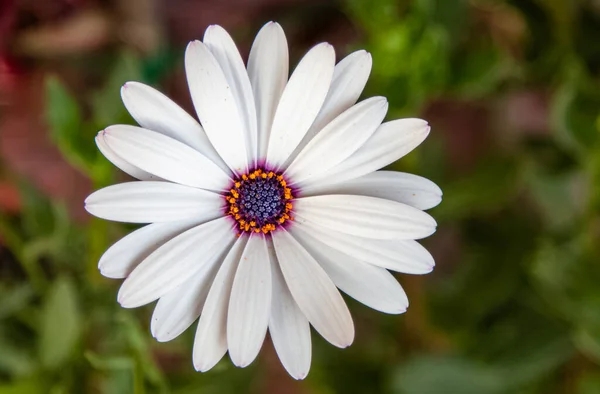 Biały Afrykański Stokrotka Kwiat Kwitnący Ogrodzie Makro Kwiat Fotografia — Zdjęcie stockowe