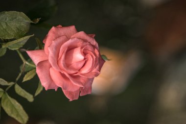 Bahçede açan pembe güller. Çiçek duvar kağıdı.