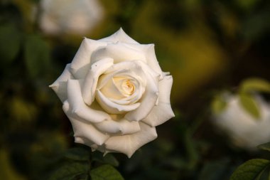 Bahçede açan beyaz gül. Çiçek duvar kağıdı.