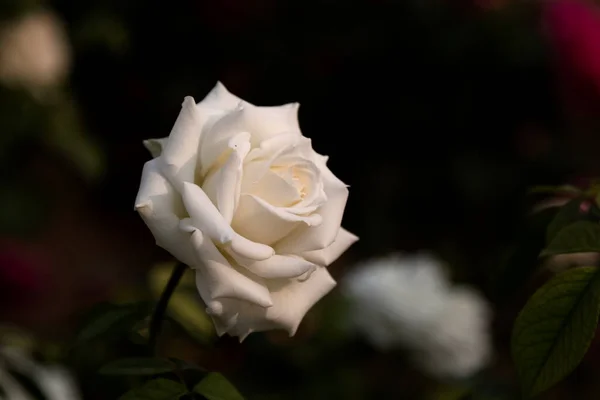 Λευκό Τριαντάφυλλο Ανθίζει Στον Κήπο Ταπετσαρία Λουλουδιών — Φωτογραφία Αρχείου