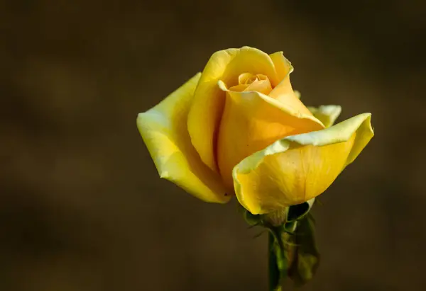 Rose Gialle Che Sbocciano Giardino Carta Parati Fiore — Foto Stock