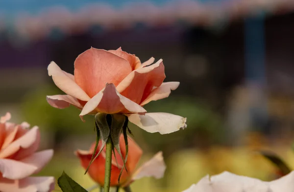 Bahçede açan pembe güller. Çiçek duvar kağıdı.