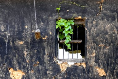 Eski terk edilmiş bir evin kalıntıları, epifit bitkisi olan eski bir pencere.