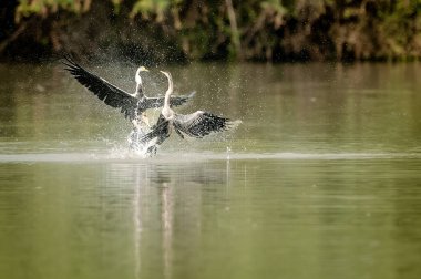 Doğu dartı veya yılan kuşları (Anhinga melanogaster), önceden Bharatpur Kuş Sığınağı, Rajasthan, Hindistan olarak bilinen Keoladeo Gana Ulusal Parkı 'ndaki bir gölette avlanmaktadır.