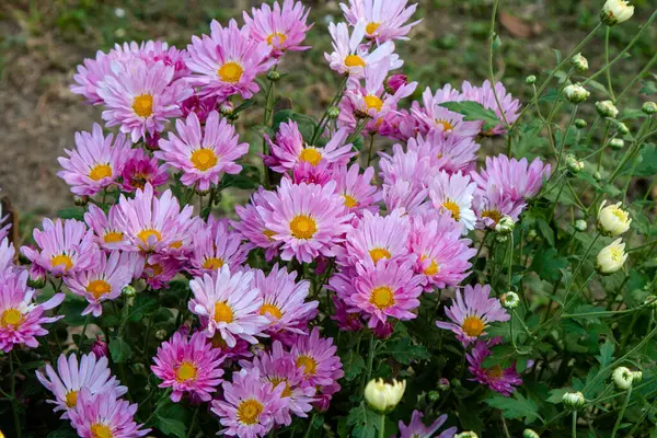 Close up photo of a bunch of dark pink chrysanthemum flowers with yellow centers. A very colorful and lively bouquet of pink aster flowers