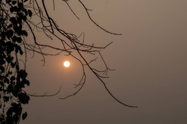 Kuru ağaç dallarının üzerinde altın sisli gökyüzünde yapraklarla güzel bir günbatımı.